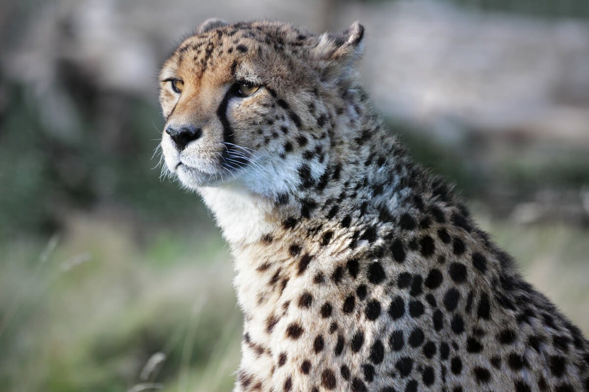 Elegant Cheetah