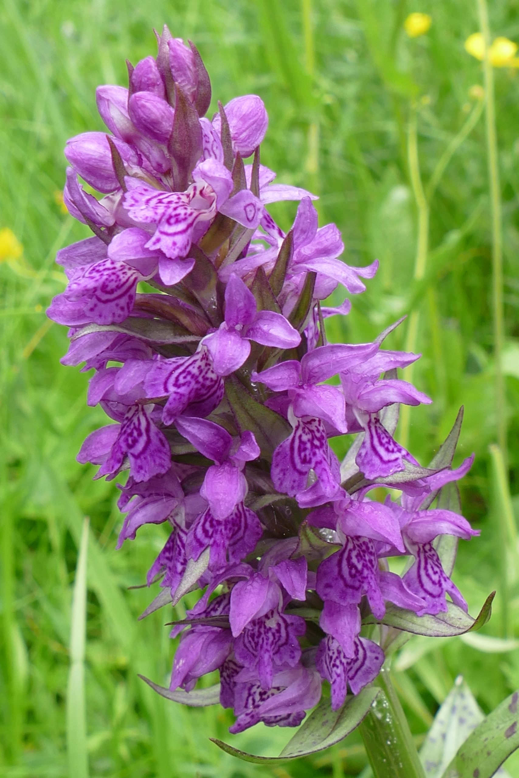 Orchidee - Geflecktes Knabenkraut